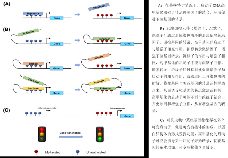 啟動子 DNA 甲基化誘導(dǎo)基因表達潛在機制