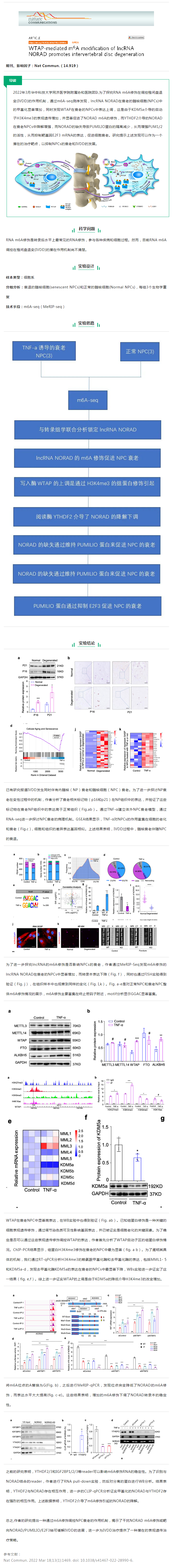 文獻(xiàn)解讀_WTAP 介導(dǎo)的 lncRNA NORAD 的 m6A 修飾促進(jìn)椎間盤退變（IVDD）